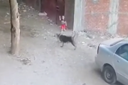 弱い者いじめはやめるんだ！野良犬におそわれている子どもを助けるヒーロー猫。海外の反応