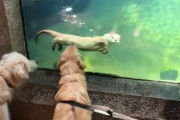 ゴールデンレトリバーとカワウソ、好奇心が引き寄せたガラス越しの友情