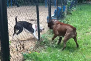 愛犬と散歩中にピットブルと遭遇→ドッグパークの網を挟んで喧嘩に…！！