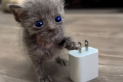 【海外】小さな子猫と目のない子猫の友情！絆を深める二匹のストーリーとは？