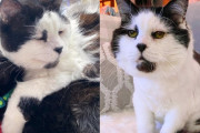 【海外】農場から救われた猫、パパ業から引退して困ってる子猫たちのお世話を始めたよ！