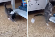 「わぁー！」充電コードが頭に落ちてビックリした子猫のあまりにも可愛いリアクション