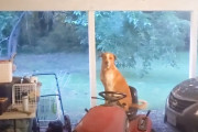 【海外】「家のポーチに現れた迷い犬が、ある日、子犬を連れて帰ってきた！その心温まるストーリーとは？」