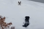 高く積もった雪にハマって進めなくなった犬を飼主の指示に従って助けに行く賢い犬
