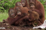 ヘビに気をつけよう！オランウータンの子供達のための安全教室