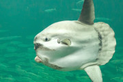 海外「可愛いけど悲しい」休館中の日本の水族館で起きた出来事に海外興味津々！（海外の反応）