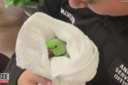 鷹に追われたワカケホンセイインコ、奇しくも警察署長の部屋に逃げ込む