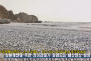 【なにこれｗ】韓国人「海岸にイワシ大量打ち上げ！？ニュースの報道が謎すぎて草ｗｗｗ」
