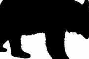 「クマの保護施設でボランティアをしている…最高にリラックスしているこの写真を見せたくなった！」