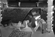 【海外】アマゾン配達員が猫に愛を届ける！インターホンカメラが捉えた心温まる瞬間とは？