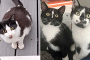 【海外】「家族の庭に現れた猫と2匹の子猫、さらに厳しい状況の子猫たちが迫る！助けが必要です」