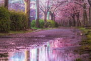 海外「これが現実！？日本はそのままゲームの世界に使えるよ！」日本で撮影された桜の写真が美しすぎると話題に
