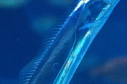 韓国人「韓国人が食べ過ぎて絶滅危機になってしまった魚がこちらです‥（笑）」→「日本人は意外に余り食べないそうです」　韓国の反応