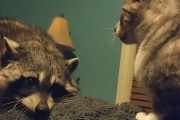 猫ちゃんと遊びたいのに、まったく構って貰えない可哀想なアライグマ(´；ω；`)