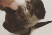 海外「これはあまりに可愛すぎるw」ゆで卵が欲しくてしかたない日本のモフモフ動物が可愛いと話題に【海外の反応】