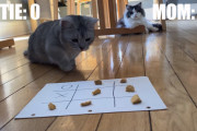 勝敗よりもエサに夢中？飼い主さんと◯✕ゲームを楽しむ2匹のマンチカン