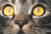 『ニャんだか風が強いニャぁ…』猫は飛行中に飛行機の中で目を覚ます...「猫さんが無事で良かった」「だからこそ、事前チェックをする」海外の反応