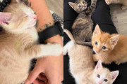 【海外】「6匹の孤児子猫を救った女性の物語—愛情いっぱいの新しい家で幸せな生活を提供」