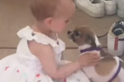 飼い主不在で不安を感じているワンちゃんを終始優しい言葉で慰めてあげる少女にほっこり
