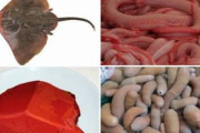 【話題】韓国人の反応「こんな素材、食べる国なんてあるの？」閲覧してみる？
