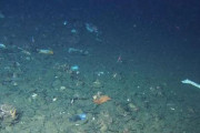 海外の反応「日本の科学者がマリアナ海溝で撮影した写真に最悪な物が写っている」