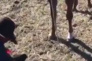 なんて忠実な馬なんだ。仕事をしている間に獣医をしっかりと守る馬。海外の反応