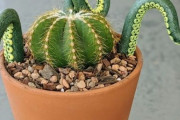 外国人「植物が大好きな人にはたまらない画像を見せていく！」