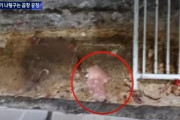 【画像あり】韓国人さん、また汚物塗れの所で食品を作り逮捕されてしまう（ﾌﾞﾙﾌﾞﾙ）‥韓国の反応