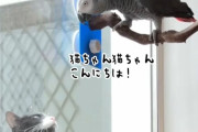 窓際にやってきた猫におしゃべりするヨウム。「こんにちはネコちゃん、どこからきたの？」