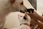 【海外】猫のお母さんが出産！犬兄弟の感動的な育児ストーリーとは？💕子猫を優しく守る姿に心がほっこり！