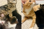 【海外】離ればなれに救出された母猫、運命の再会！共に子猫を育てる感動のストーリー