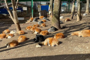 外国人「日本のキツネ村に行ってきたので写真を見せていく！」
