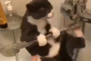 「猫が無茶な姿勢で水を飲み始めた結果…」→体操選手のようにアクロバティックなことに