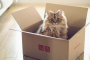 「シュレーディンガーの猫」を救う方法が解明か！ 革新的な研究結果が発表される！！
