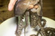 韓国人「韓国珍味を食べて毎年６人死亡！」海外で韓国の『アノ』食材を食べる時に注意を呼び掛ける　韓国の反応