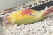 ペットショップのケージの中で仰向けで寝るインコ