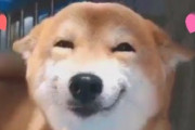 柴犬の笑顔が可愛すぎて鬱病も治ると話題に（海外の反応）