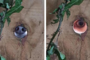 感じる...ただならぬ気配の元をたどったところ、隣に住む犬に塀の穴からのぞかれていた件