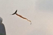 吉兆かそれとも凶兆か？聖なる布をまとった鳥が寺院の上空を飛ぶ（インド）