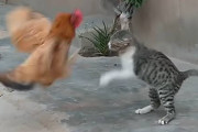 鶏と遊ぼうと近づいた猫→鶏「アチョー！！」猫「ふんぬぅ？！」