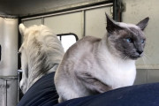 馬の背中に乗ってどこかへ向かうシャム猫くん