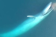 世界最大の生物シロナガスクジラの食事風景が想像以上に凄かった！