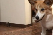 海外「これはとても可愛らしいなw」あまりに軽やかなステップを見せる日本のモフモフ動物が可愛くて癒されると話題に