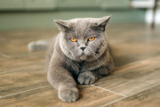 【海外】猫が至る所でおしっこをしているのはなぜ？その理由を徹底解説！