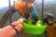 「インコに水を飲ませる動画」が何故か海外で話題に？ 海外の反応