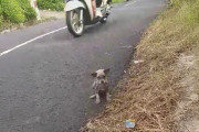 【海外】「高速道路の危機！小さな子犬が救われる瞬間とは？❤️ @MissionPawsibleの感動ストーリー」