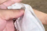 海外「奈良公園でゴミをポイ捨てした中国人にぶち切れている日本人」