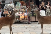 海外「日本はさすが過ぎるｗ」 日本は野生動物の喧嘩さえ可愛くなってしまうと世界が騒然