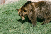 韓国人「日本のクマ牧場のボスクマのプロフィールをご覧ください・・・」→「？」「日本ってクマ牧場があるの？」「おとなしいようだｗｗｗ頭なでなでしたいわ」