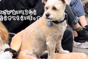 人間椅子って大好き！公園に行くと見知らぬ人の膝に座りまくる犬